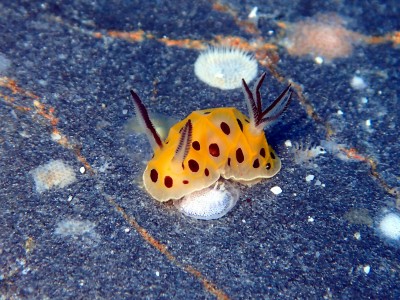 テンテンウミウシ　慶良間