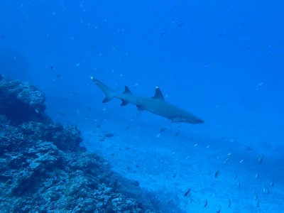 ネムリブカ　慶良間