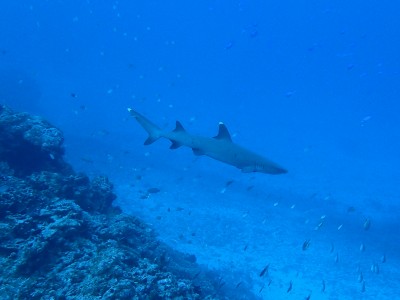 ネムリブカ　慶良間