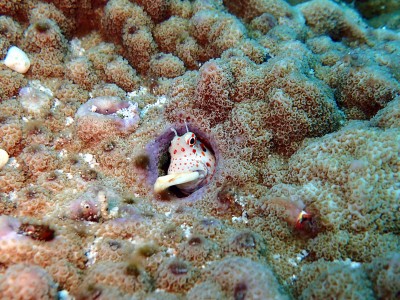 黒島にてモンツキカエルウオ