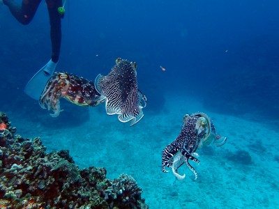 渡嘉敷島コブシメ