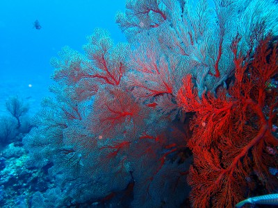 イソバナ　慶良間諸島