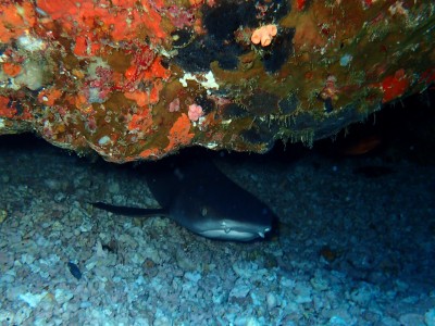 慶良間でサメネムリブカ