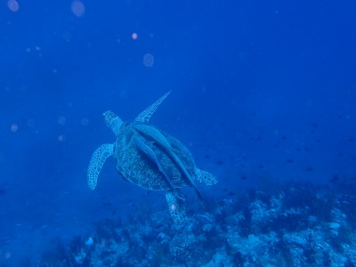 アオウミガメ