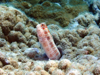 慶良間モンツキカエルウオ