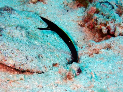 慶良間諸島　ハナヒゲウツボ