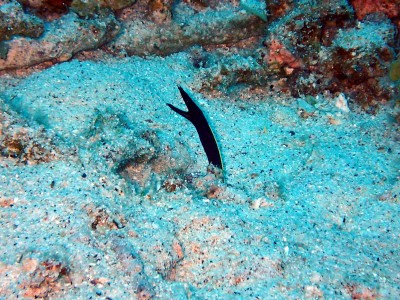 慶良間座間味　ハナヒゲウツボの幼魚