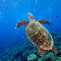 慶良間諸島　タイマイ