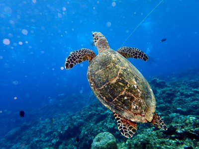 慶良間諸島　タイマイ