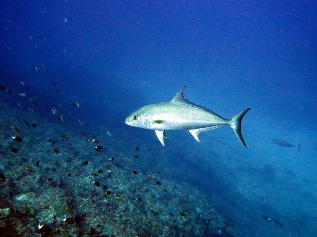 沖縄カンパチ