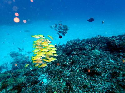 渡嘉敷島　ヨスジフエダイ