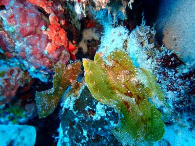 渡嘉敷島　ハダカハオコゼ