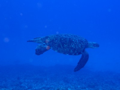 慶良間　アオウミガメ