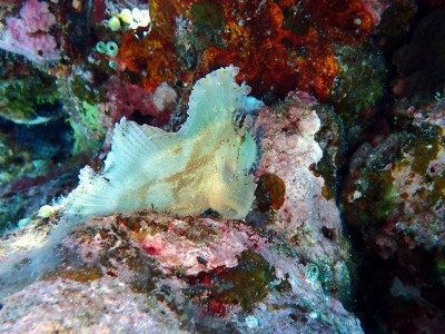 座間味島ハダカハオコゼ