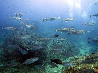 粟国イソマグロのトルネード