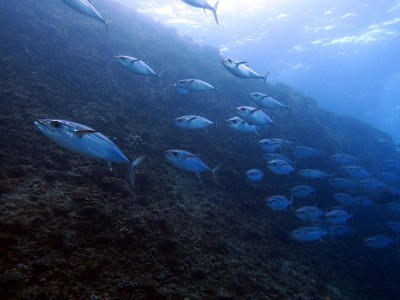 粟国イソマグロの群れ