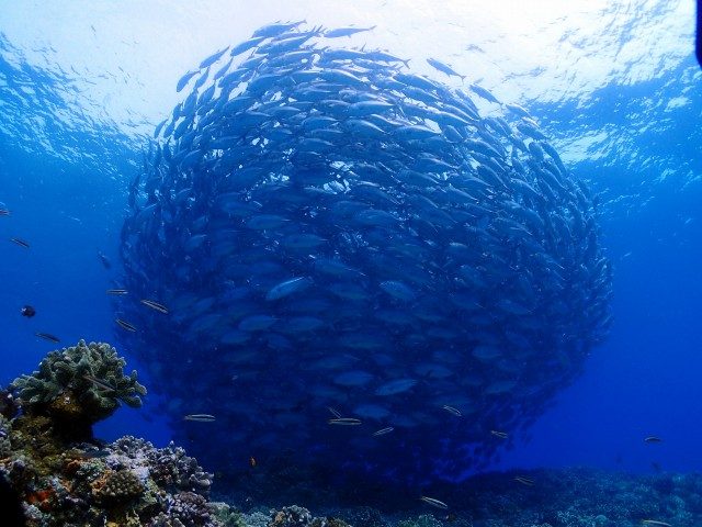 粟国ギンガメアジの玉