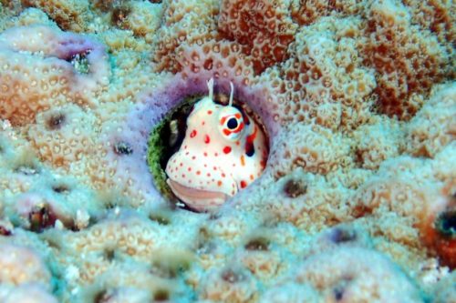 モンツキカエルウオ慶良間