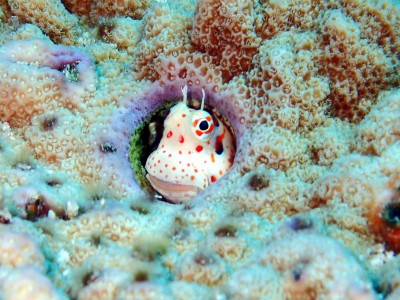 慶良間にてモンツキカエルウオ