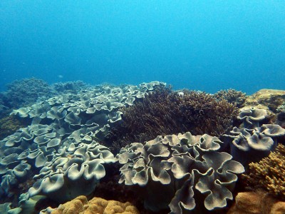 沖縄砂辺海岸