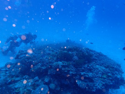 渡嘉敷島　スカシテンジクダイ