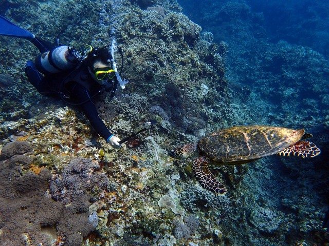 ダイバーとカメ