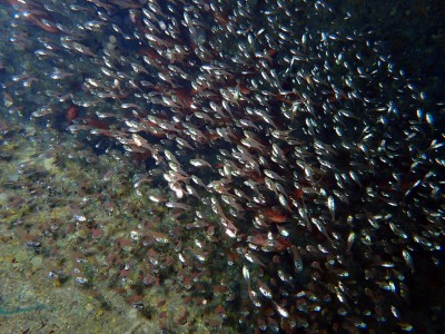 ハタンポの幼魚