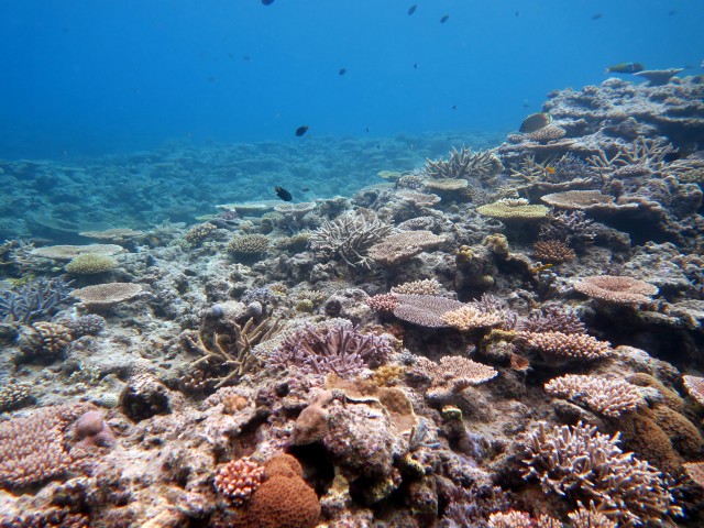 浅瀬のサンゴ