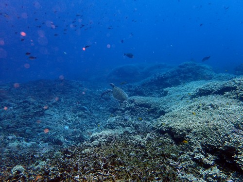 慶良間諸島　野崎