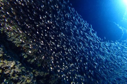 天の川の様なお魚達