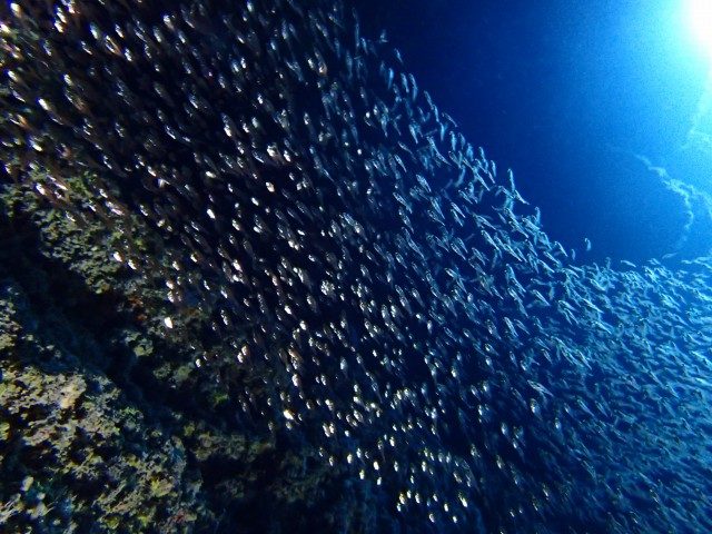 天の川の様なお魚達