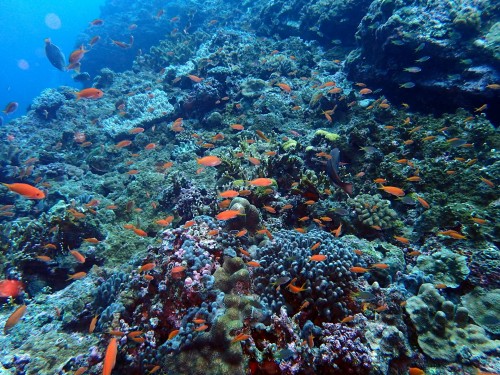 黒島　キンギョハナダイ