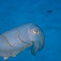 慶良間にてコウイカ