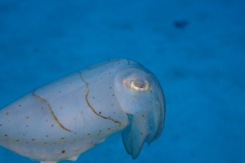 慶良間にてコウイカ