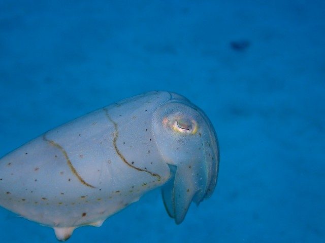 慶良間にてコウイカ