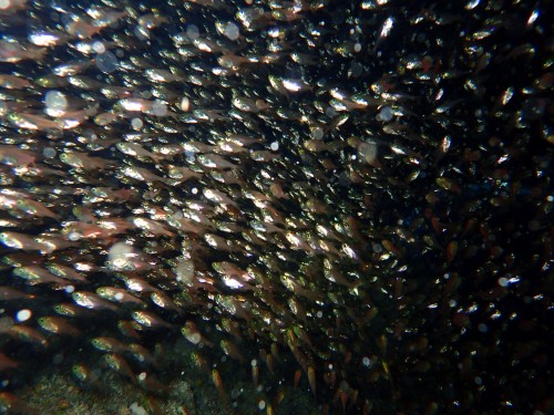 ハタンポの幼魚