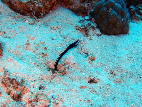 ハナヒゲウツボの幼魚