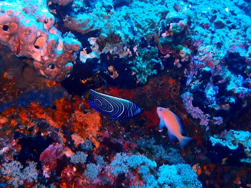 タテキンの幼魚