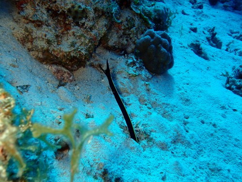 ハナヒゲウツボの幼魚