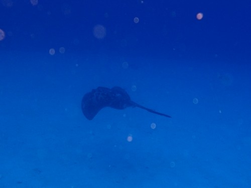 マダラエイ