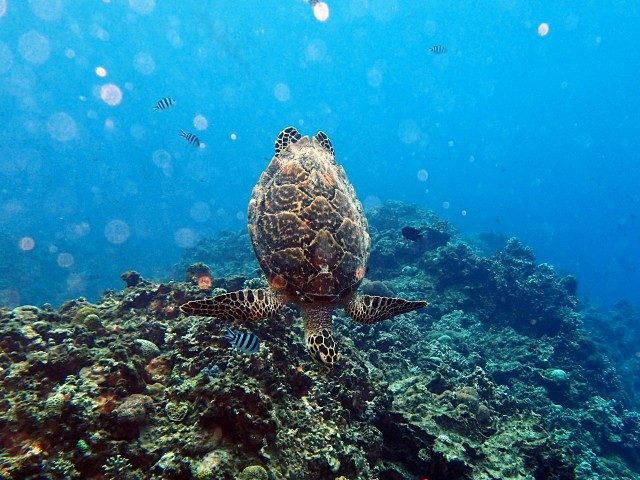 タイマイ　慶良間