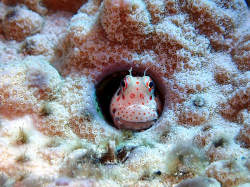 モンツキカエルウオ