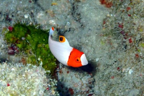 イロブダイの幼魚