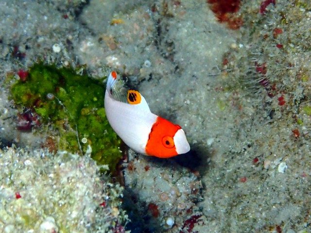 イロブダイの幼魚