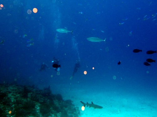 イソマグロとサメ