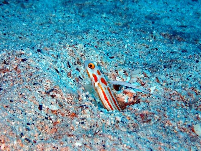 ヤシャハゼ