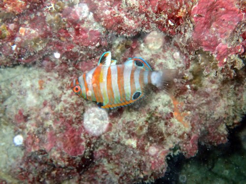 シチセンベラの幼魚