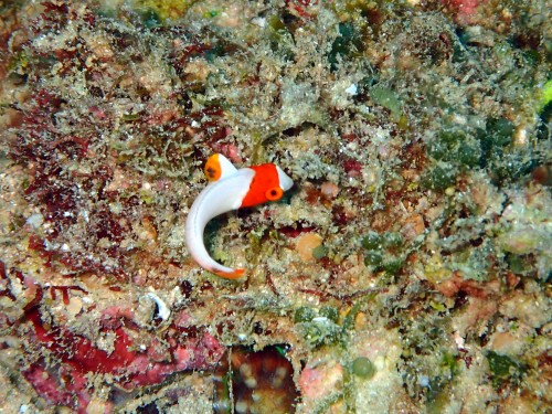 イロブダイの幼魚