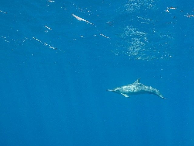 慶良間　ハシナガイルカ