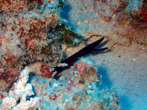 ハナヒゲウツボの幼魚